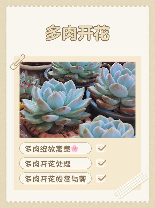 多肉开花预示着什么?多肉开花预兆?-第6张图片-优品飞百科 多肉开花预示着什么?多肉开花预兆?-第6张图片-优品飞百科