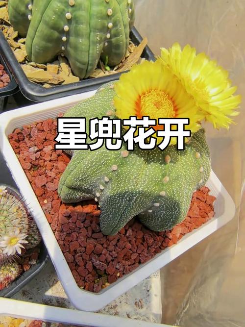 多肉开花预示着什么?多肉开花预兆?-第7张图片-优品飞百科 多肉开花预示着什么?多肉开花预兆?-第7张图片-优品飞百科