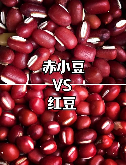 赤小豆和红豆的区别，哪个祛湿效果好，红豆和赤小豆哪个去湿气效果比较好?-第6张图片-优品飞百科