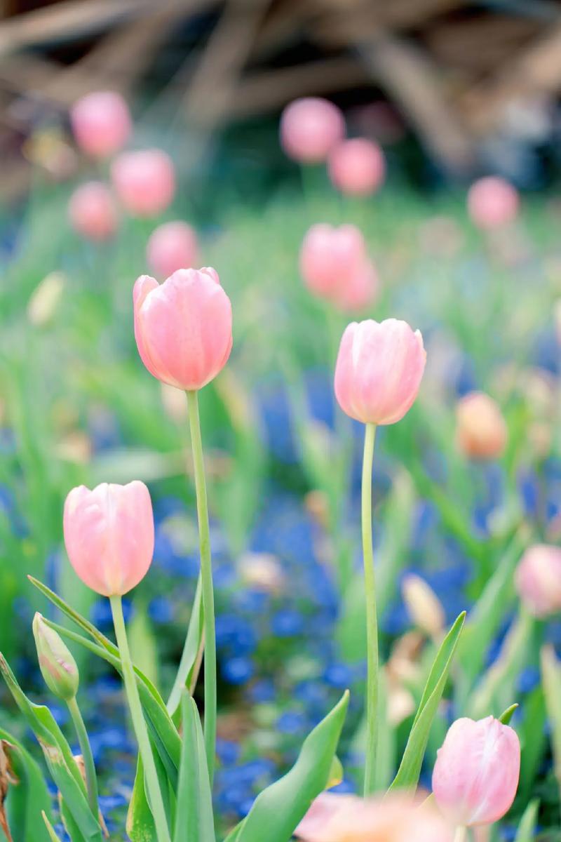 春天植物的变化，春天植物的变化三年级作文