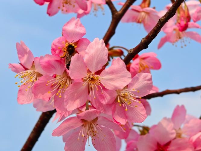 春天植物的变化，春天植物的变化三年级作文-第3张图片-优品飞百科