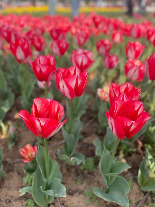 春天植物的变化，春天植物的变化三年级作文-第4张图片-优品飞百科