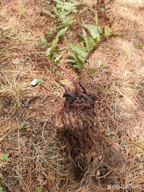 杠板归的养殖方法？杠板归的食用方法？-第1张图片-优品飞百科