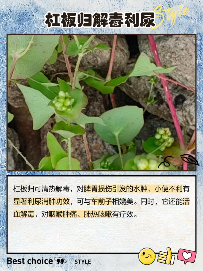 杠板归的养殖方法？杠板归的食用方法？-第2张图片-优品飞百科