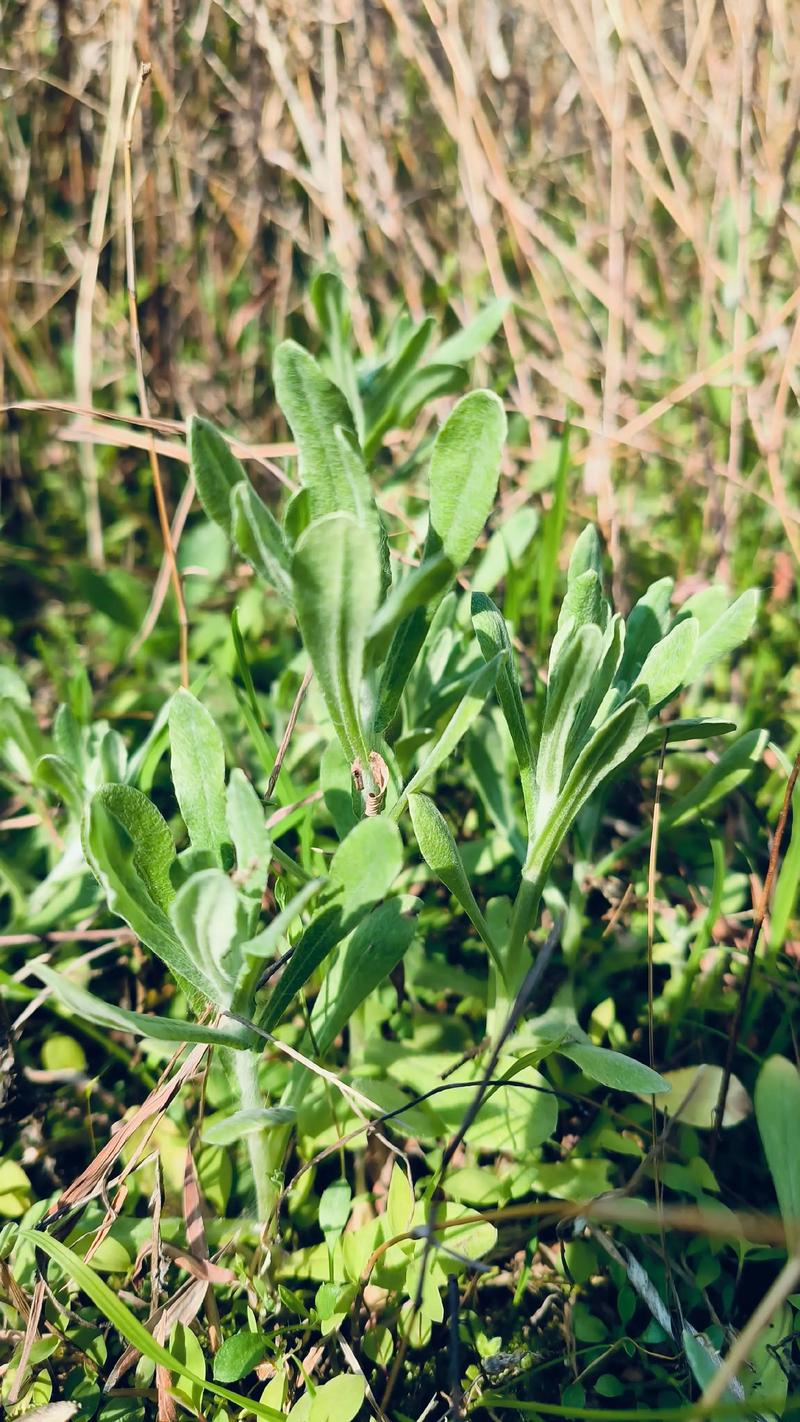 杠板归的养殖方法？杠板归的食用方法？-第4张图片-优品飞百科