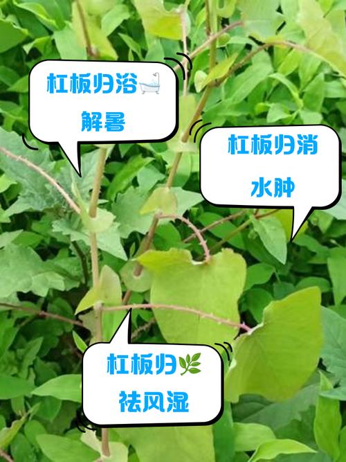 杠板归的养殖方法？杠板归的食用方法？-第5张图片-优品飞百科