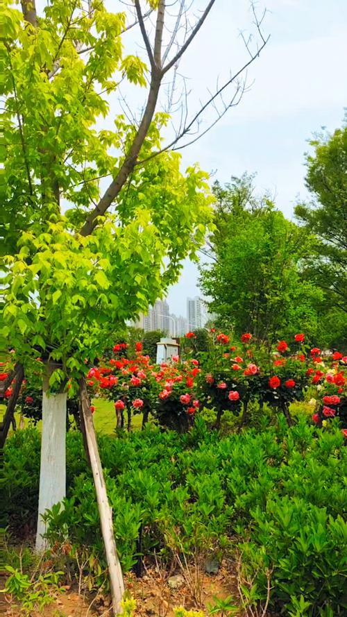 六安适合养什么花,市花和市树是什么?六安现在什么地方花开了?-第3张图片-优品飞百科 六安适合养什么花,市花和市树是什么?六安现在什么地方花开了?-第3张图片-优品飞百科