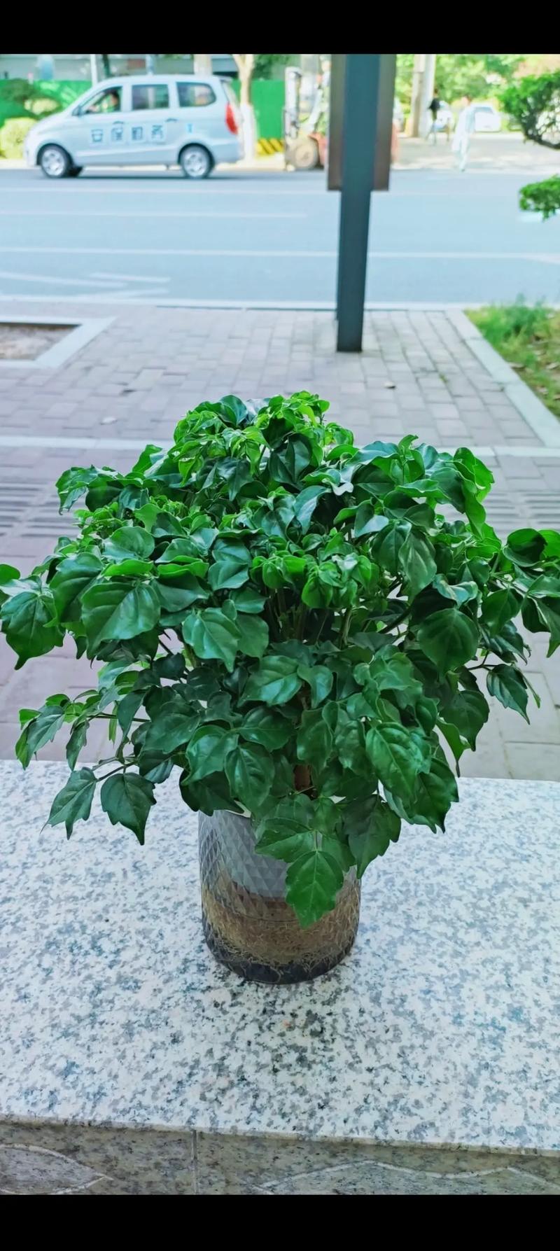 六安适合养什么花,市花和市树是什么?六安现在什么地方花开了?-第5张图片-优品飞百科 六安适合养什么花,市花和市树是什么?六安现在什么地方花开了?-第5张图片-优品飞百科