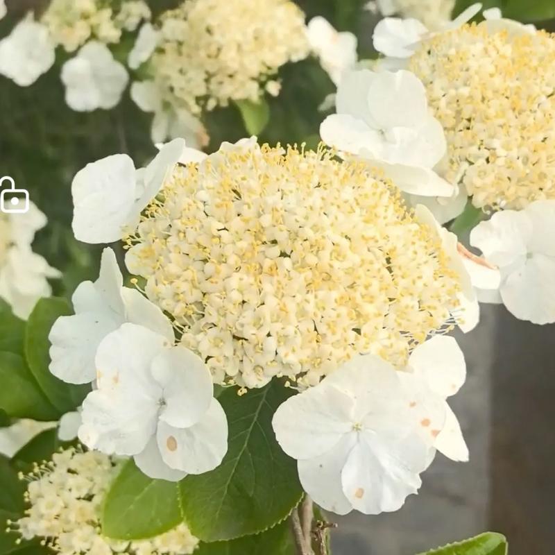 六安适合养什么花,市花和市树是什么?六安现在什么地方花开了?-第6张图片-优品飞百科 六安适合养什么花,市花和市树是什么?六安现在什么地方花开了?-第6张图片-优品飞百科