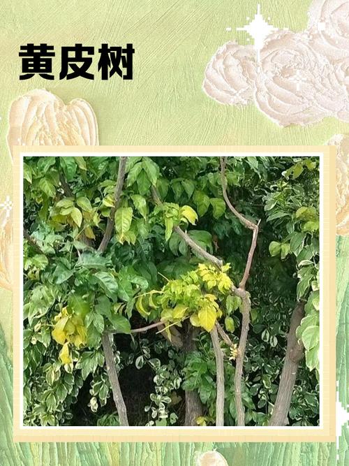 黄皮树的养殖方法和注意事项？黄皮树的养殖方法和注意事项视频？-第1张图片-优品飞百科