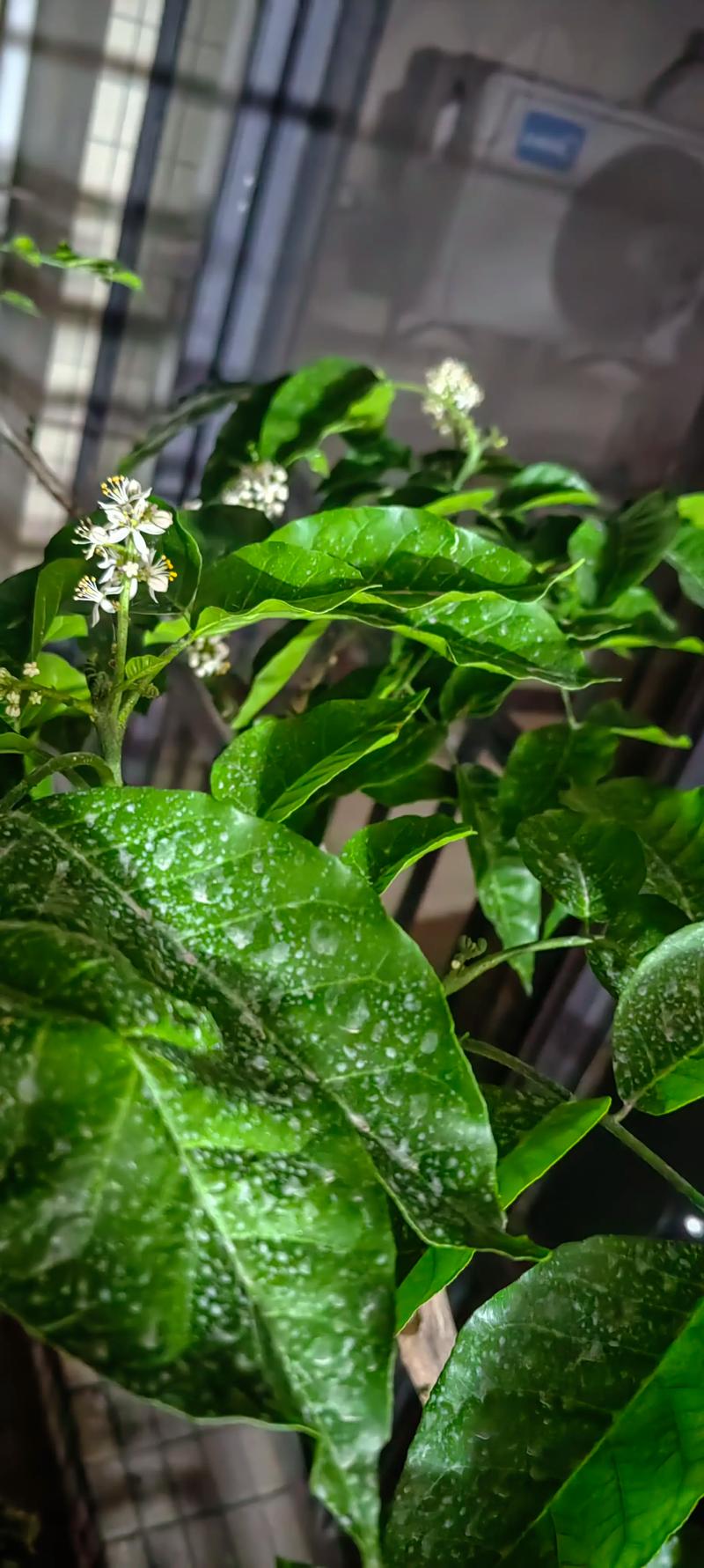 黄皮树的养殖方法和注意事项？黄皮树的养殖方法和注意事项视频？-第2张图片-优品飞百科