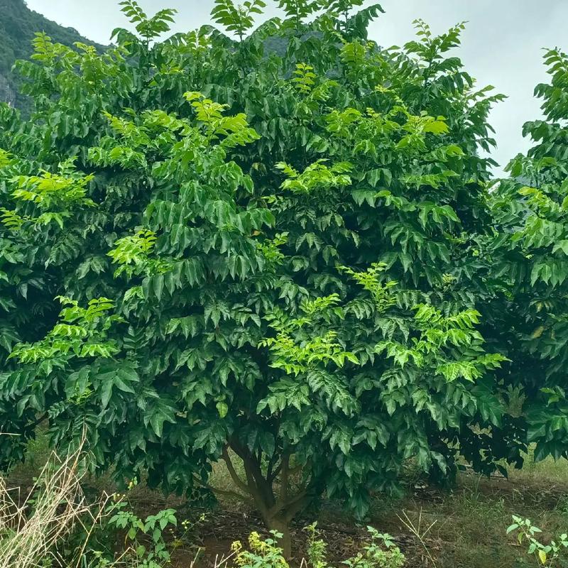 黄皮树的养殖方法和注意事项？黄皮树的养殖方法和注意事项视频？-第4张图片-优品飞百科