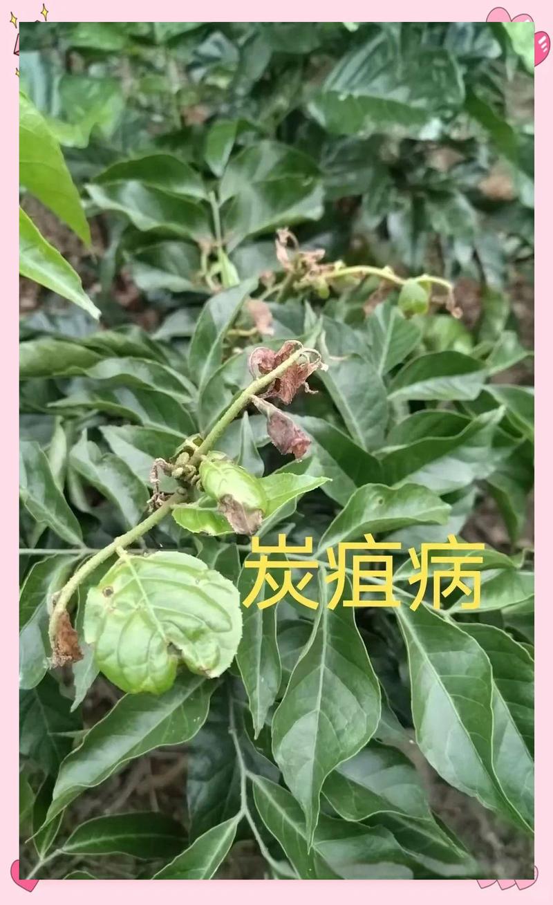 黄皮树的养殖方法和注意事项？黄皮树的养殖方法和注意事项视频？-第5张图片-优品飞百科