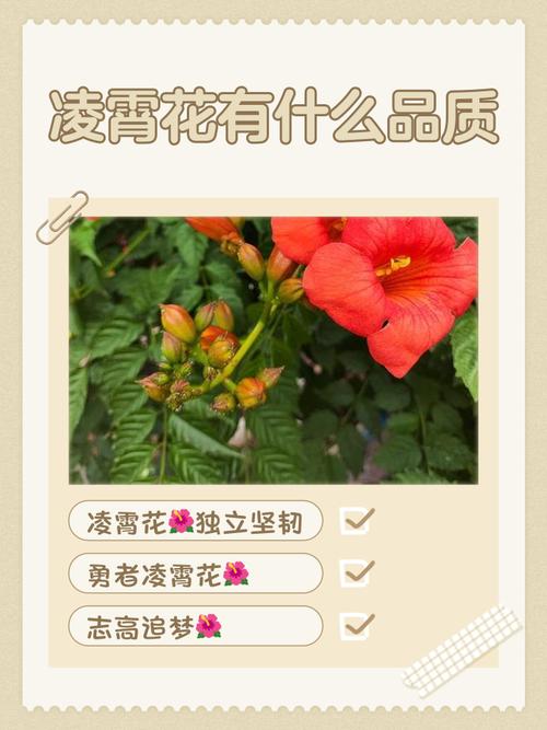 家里养凌霄花有哪些好处？家里养凌霄花的风水？-第2张图片-优品飞百科