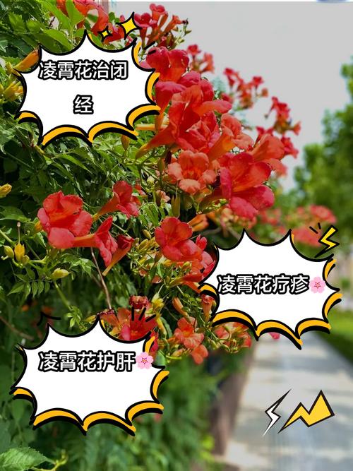 家里养凌霄花有哪些好处？家里养凌霄花的风水？-第3张图片-优品飞百科