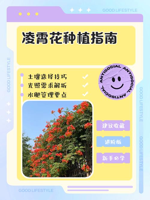 家里养凌霄花有哪些好处？家里养凌霄花的风水？-第5张图片-优品飞百科