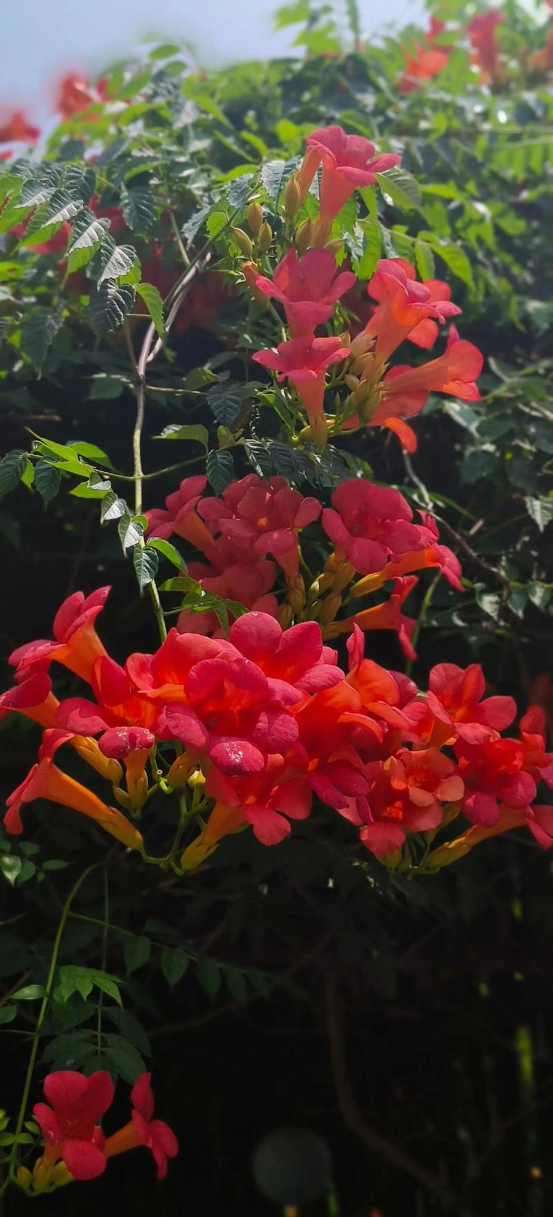 家里养凌霄花有哪些好处？家里养凌霄花的风水？-第7张图片-优品飞百科