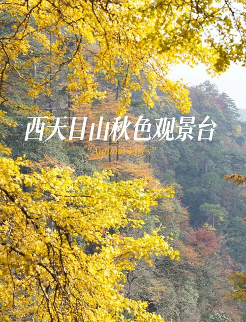 临安天气预报10天，临安天气预报15天？-第2张图片-优品飞百科