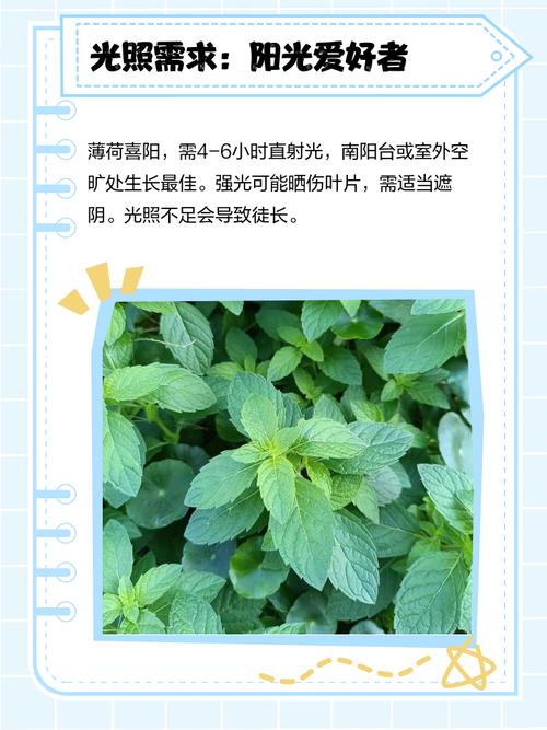 薄荷怎么养，薄荷图片，薄荷怎么养才能更旺盛