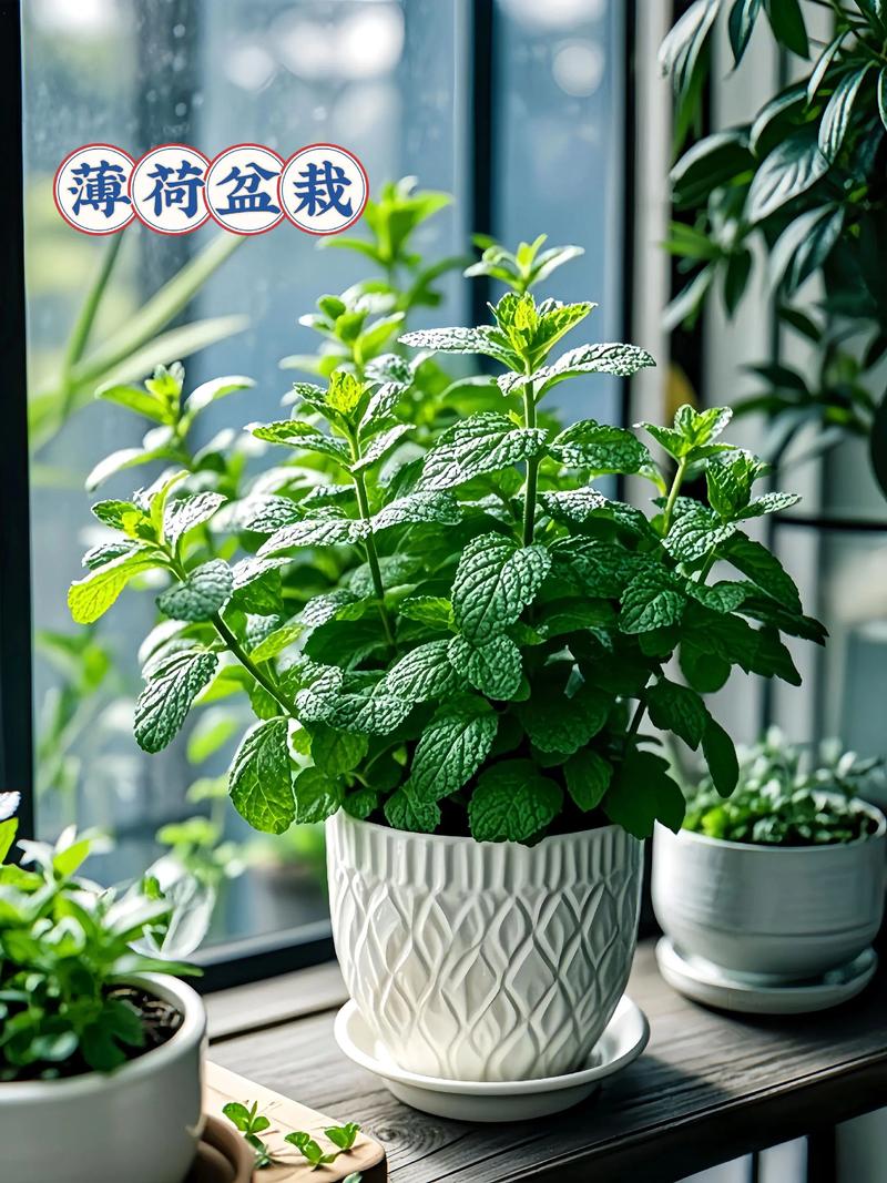 薄荷怎么养，薄荷图片，薄荷怎么养才能更旺盛-第2张图片-优品飞百科