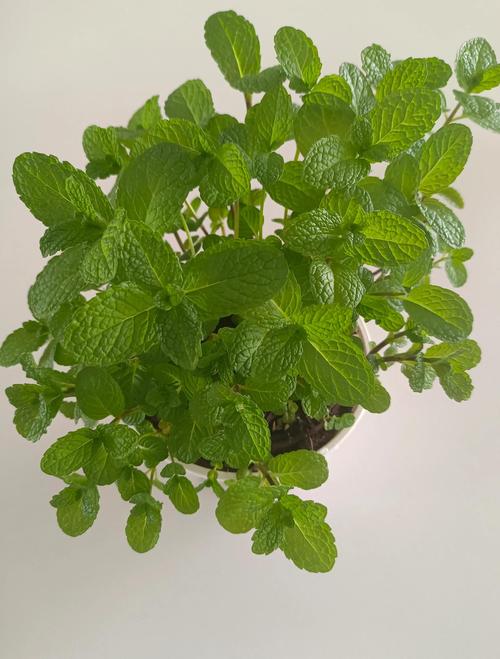 薄荷怎么养，薄荷图片，薄荷怎么养才能更旺盛-第3张图片-优品飞百科