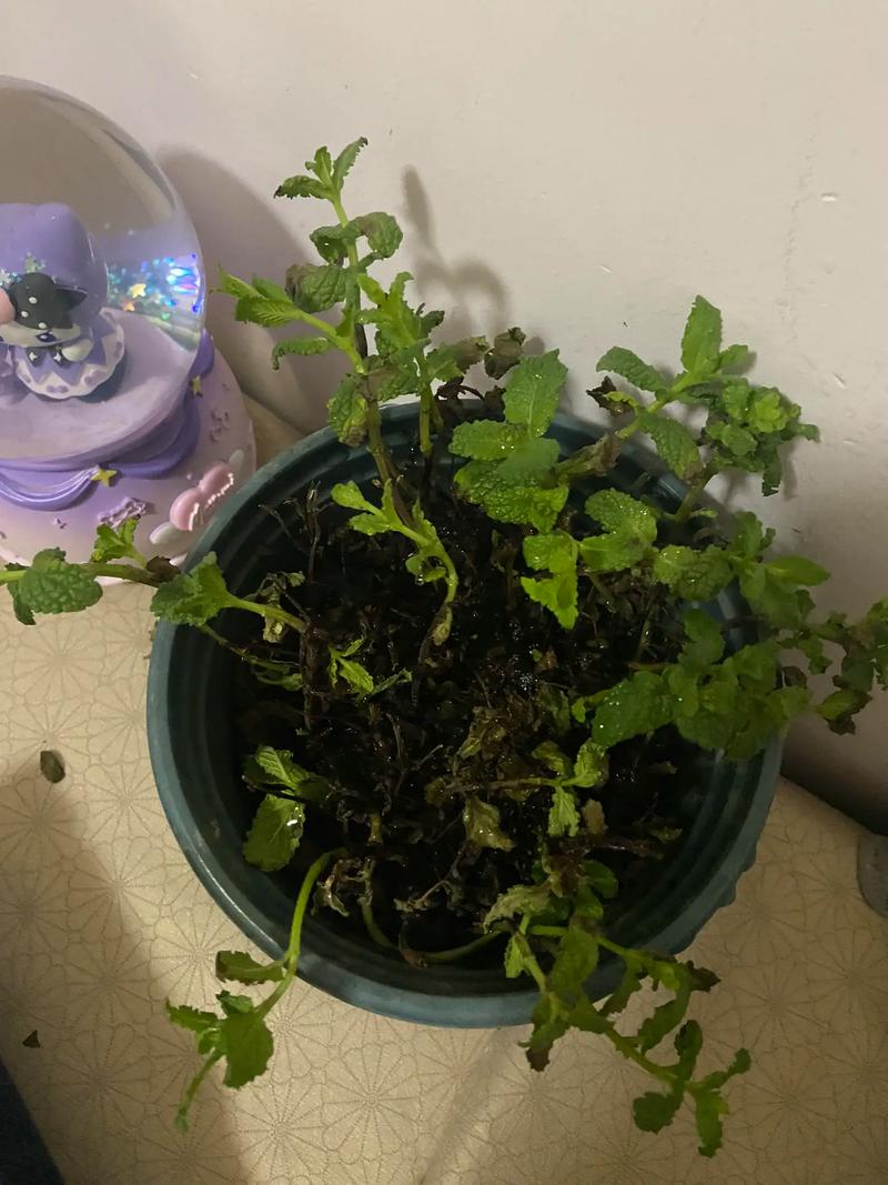 薄荷怎么养，薄荷图片，薄荷怎么养才能更旺盛-第4张图片-优品飞百科