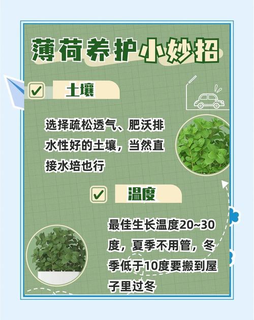 薄荷怎么养，薄荷图片，薄荷怎么养才能更旺盛-第5张图片-优品飞百科