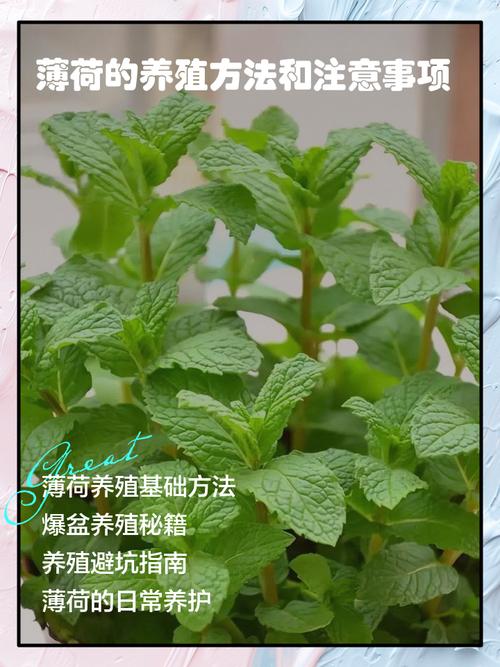 薄荷怎么养，薄荷图片，薄荷怎么养才能更旺盛-第7张图片-优品飞百科