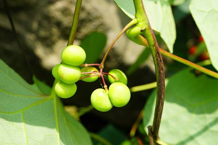 蝙蝠葛的养殖方法，蝙蝠葛盆景？-第1张图片-优品飞百科