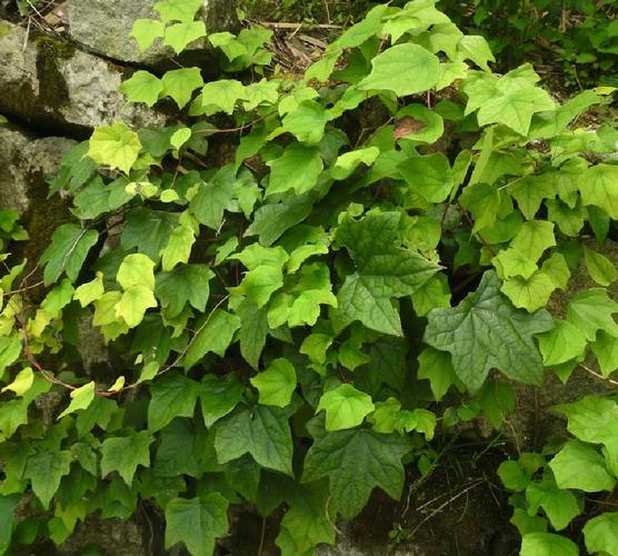 蝙蝠葛的养殖方法，蝙蝠葛盆景？-第3张图片-优品飞百科