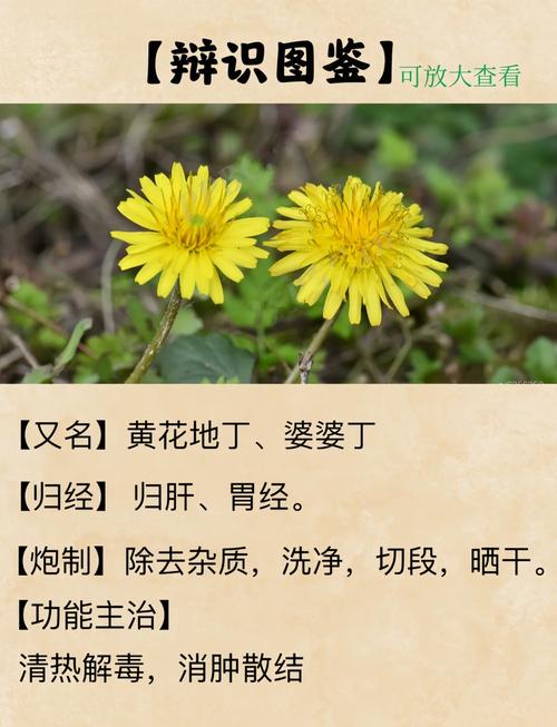 蒲公英的禁忌，蒲公英的副作用，蒲公英的禁忌,蒲公英的副作用有哪些-第1张图片-优品飞百科
