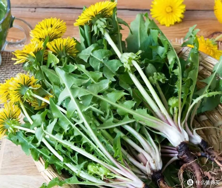 蒲公英的禁忌，蒲公英的副作用，蒲公英的禁忌,蒲公英的副作用有哪些-第2张图片-优品飞百科