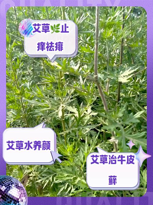 艾草煮水喝的功效，艾草煮水喝的功效什么时候喝好呢-第2张图片-优品飞百科