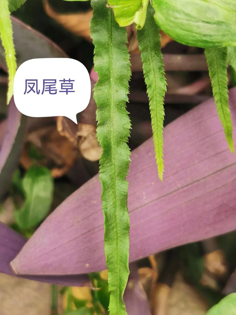 凤尾蕨有什么作用，凤尾蕨简介-第1张图片-优品飞百科