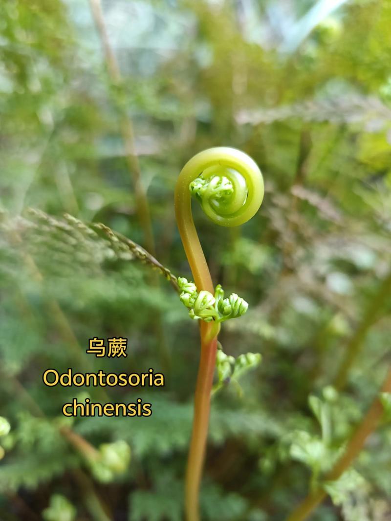 凤尾蕨有什么作用，凤尾蕨简介-第2张图片-优品飞百科