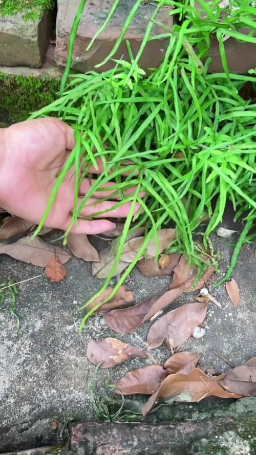 凤尾蕨有什么作用，凤尾蕨简介-第3张图片-优品飞百科