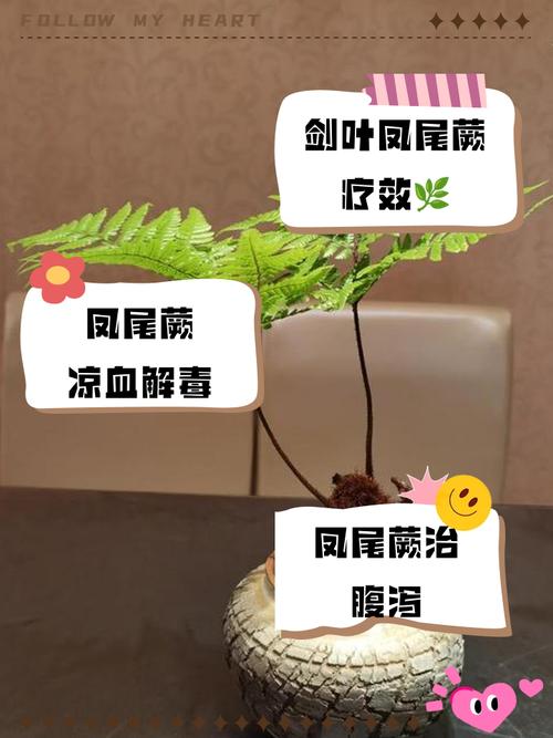 凤尾蕨有什么作用，凤尾蕨简介-第4张图片-优品飞百科