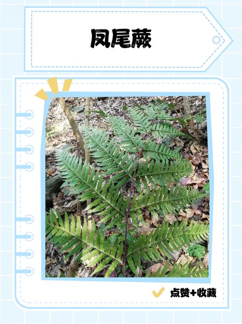 凤尾蕨有什么作用，凤尾蕨简介-第5张图片-优品飞百科