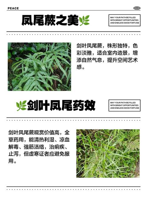 凤尾蕨有什么作用，凤尾蕨简介-第6张图片-优品飞百科