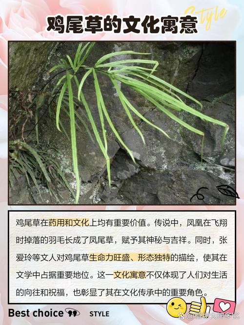 凤尾蕨有什么作用，凤尾蕨简介-第7张图片-优品飞百科
