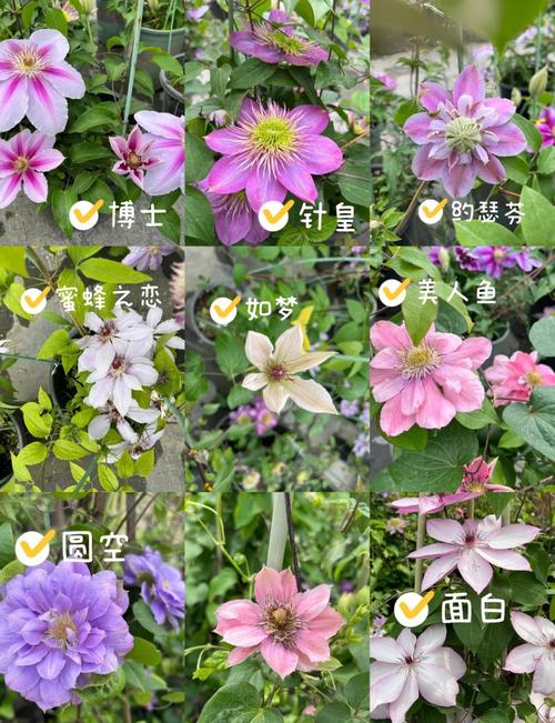 铁线莲的寿命有多久？铁线莲的花期长吗？-第1张图片-优品飞百科