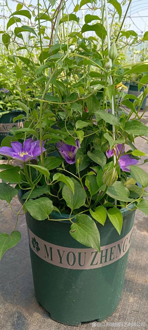 铁线莲的寿命有多久？铁线莲的花期长吗？-第2张图片-优品飞百科