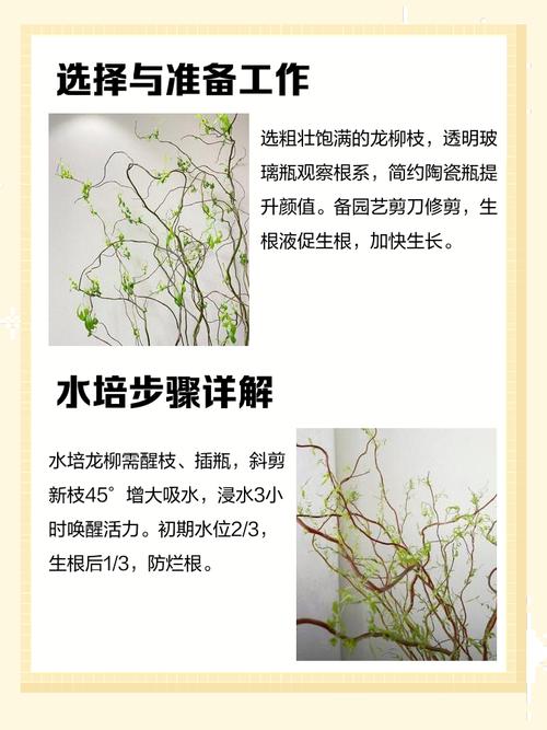 铁线莲的寿命有多久？铁线莲的花期长吗？-第3张图片-优品飞百科