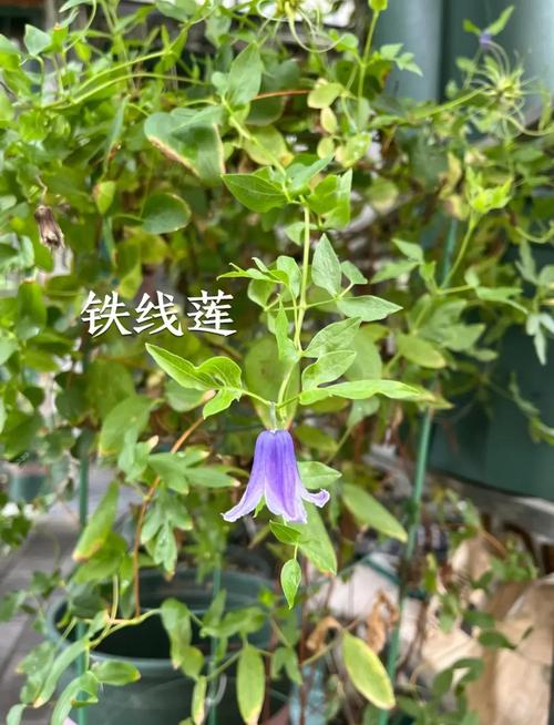 铁线莲的寿命有多久？铁线莲的花期长吗？-第4张图片-优品飞百科