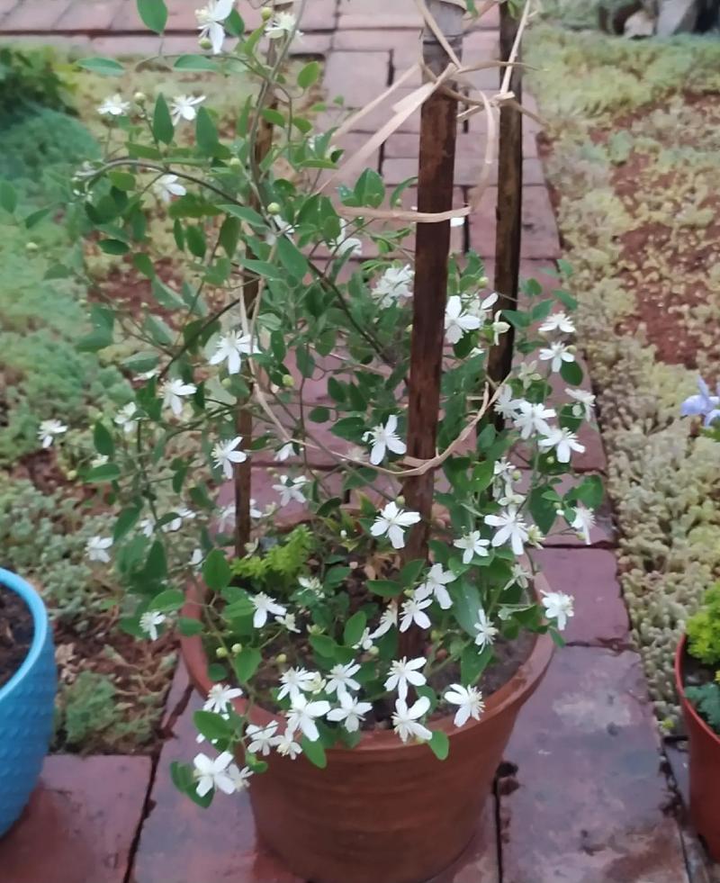 铁线莲的寿命有多久？铁线莲的花期长吗？-第5张图片-优品飞百科