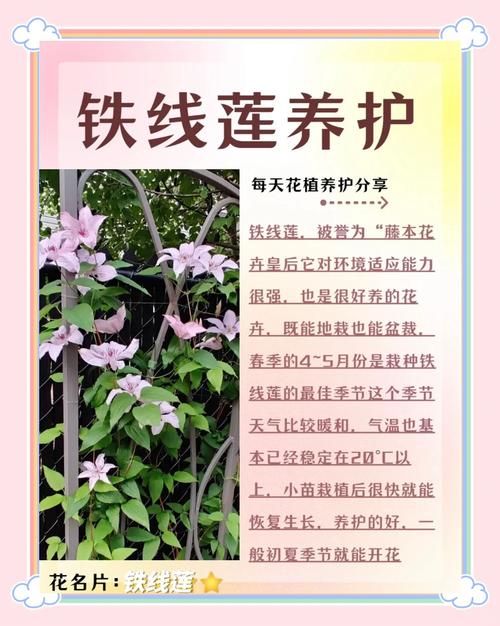 铁线莲的寿命有多久？铁线莲的花期长吗？-第6张图片-优品飞百科