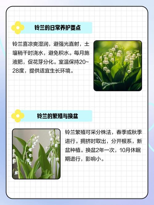 铃兰有什么作用？铃兰的作用是什么？