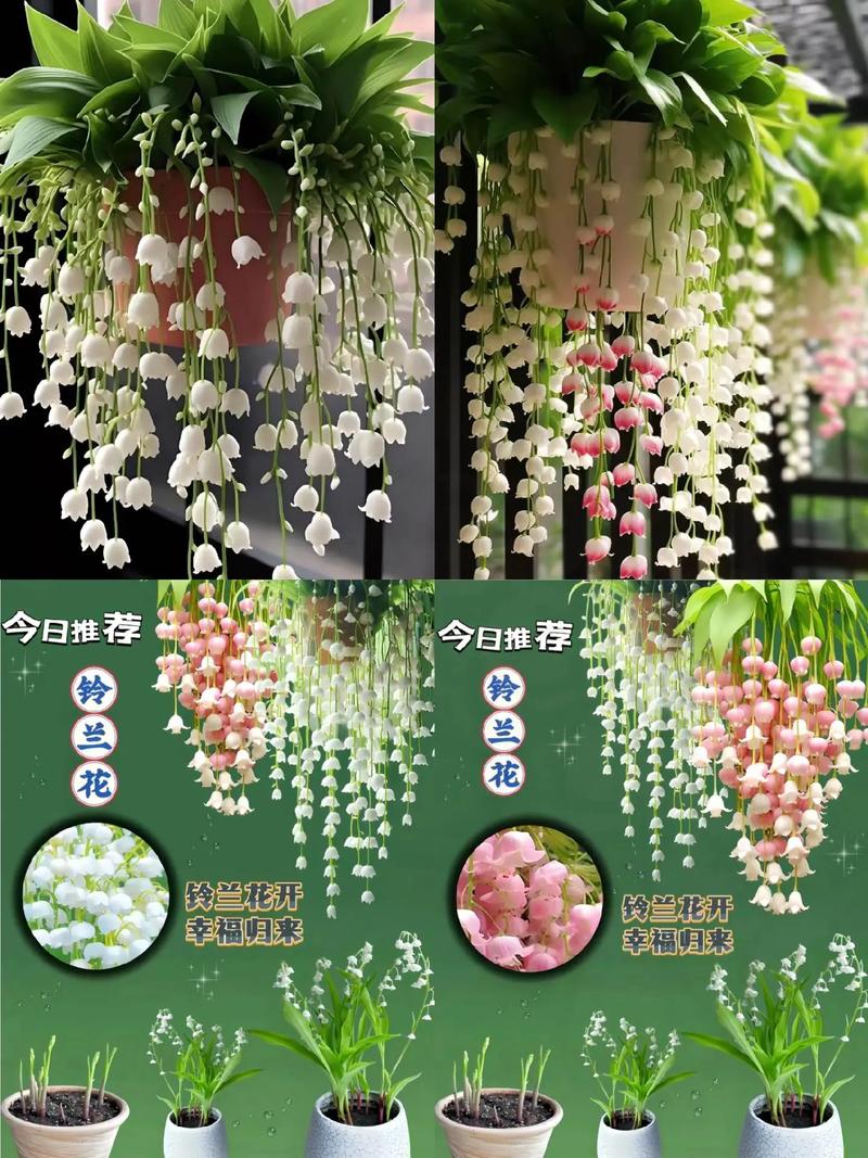 铃兰有什么作用？铃兰的作用是什么？-第3张图片-优品飞百科