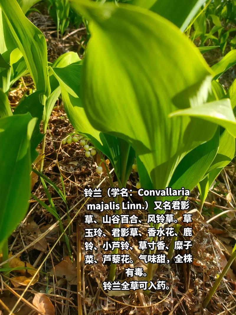 铃兰有什么作用？铃兰的作用是什么？-第5张图片-优品飞百科