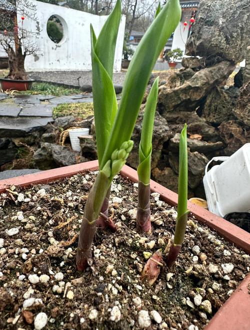 铃兰有什么作用？铃兰的作用是什么？-第6张图片-优品飞百科